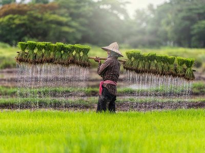 Rice Field, Vietnam 