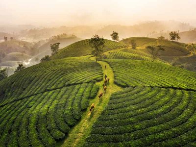 Long Coc Tea Hill Vietnam