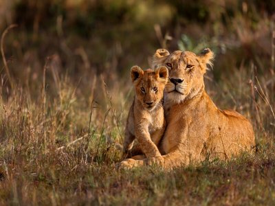 Lions Serengeti