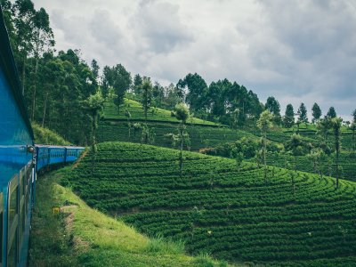 Train through Tea Plantations