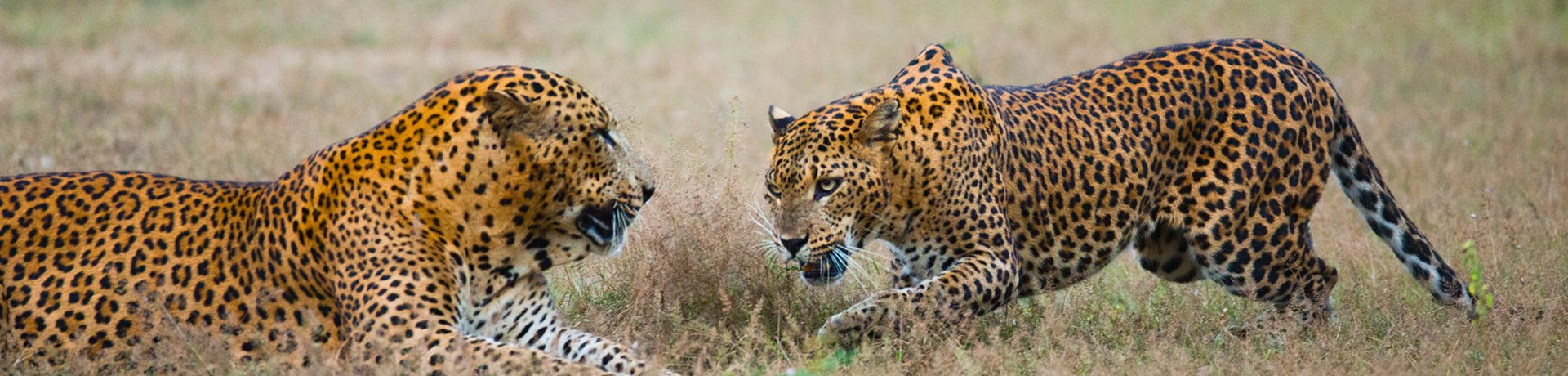 Leopards, Yala NP