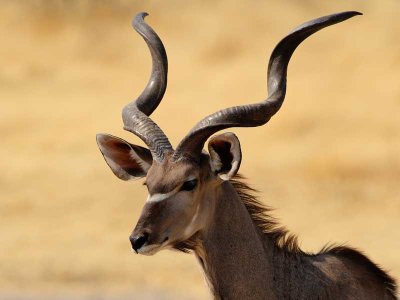 Kudu, Namibia