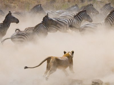 Lioness Hunting