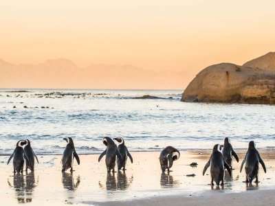 Penguins Boulder Beach, South Africa