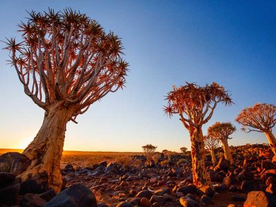 Quiver Tree, Namibia