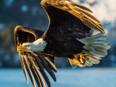 Bald Eagle