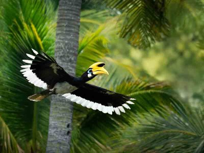 Oriental Pied Hornbill