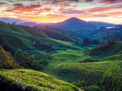 Cameroon Highlands, Malaysia