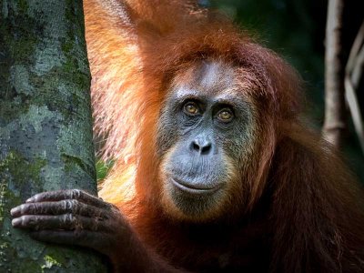 Orangutan, Borneo