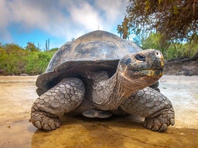 Galapagos