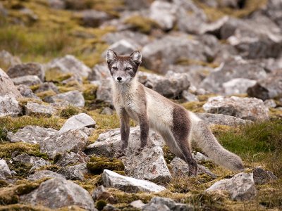 Arctic Fox