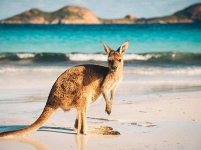 Kangaroo, Australia