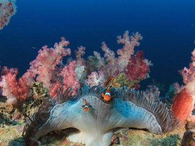 Great Barrier Reef, Australia