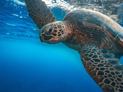 Great Barrier Reef, Australia