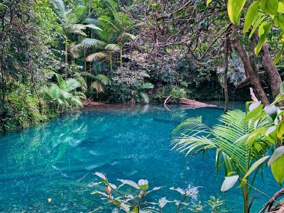 DaintreeNational Park, Australia