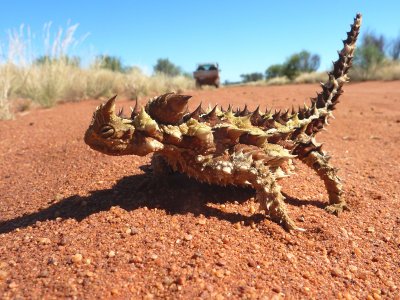 Thorny Devil, Australia