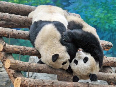 Pandas, Beijing Zoo