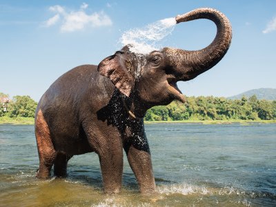 Elephant, Periyar River