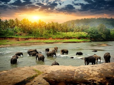 Sri Lanka Elephants