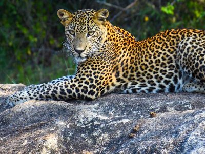 Leopard Sri Lanka