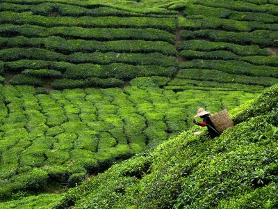 Tea Plantation Sri Laka