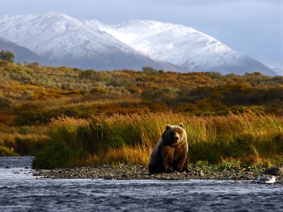 Alaska Bear