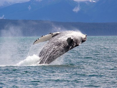 Alaska Humpback