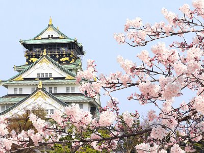 Japan cherry blossoms