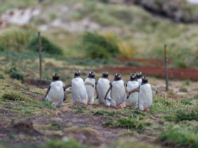 Falkland Islands