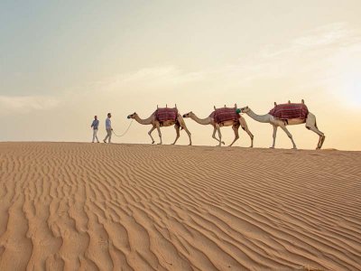 Desert Camels