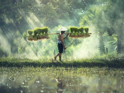 Indonesian Farmer