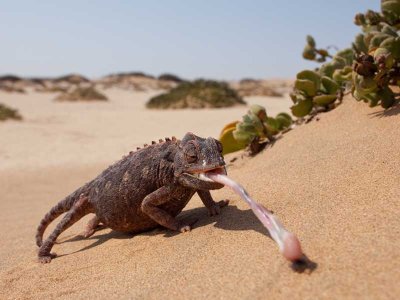 Chameleon Namib Desert