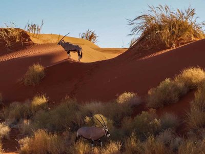 Oryx in Namibia