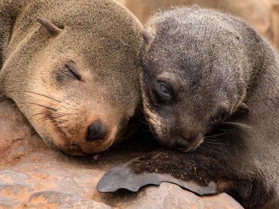 Fur Seals