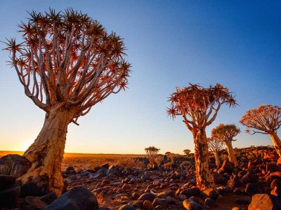 Quiver Trees