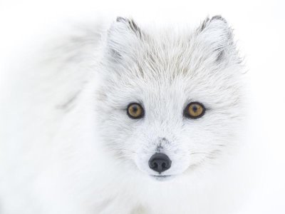 Arctic Fox