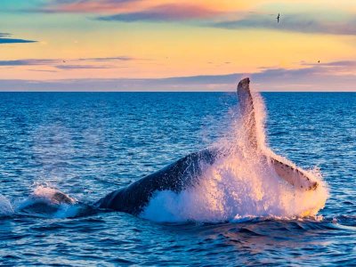 Humpback Whale