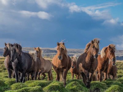 Icelandic Horses