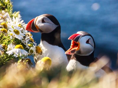 Puffins