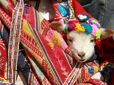 Llama, Peru