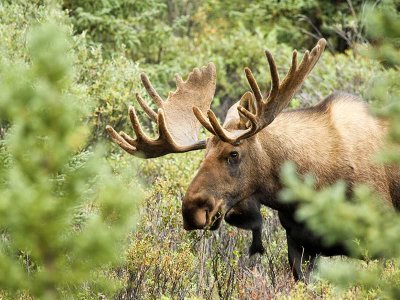 Canadian Moose