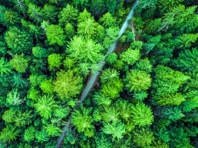 Aerial Trees, New Zealand