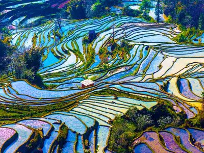Rice Terraces Yunnan Province