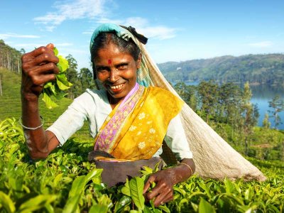 Tea Picker, Sri Lanka