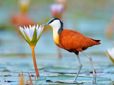 African Jacana