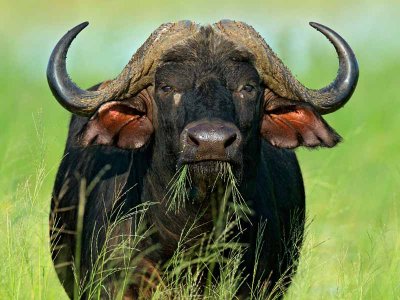 African Buffalo