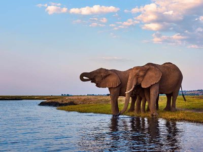 Elephants at Chobe River