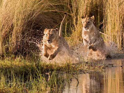 Lions Hunting