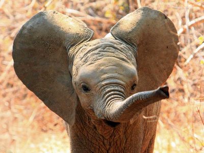 Elephant Calf