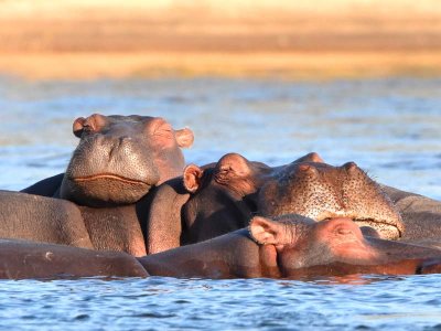 Hippos